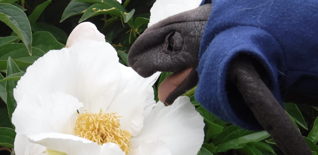 jellyman eating a flower