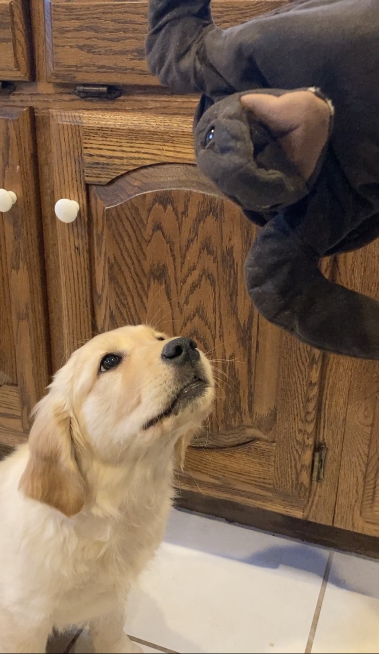 jellyman next to a golden retriever puppy named madeline