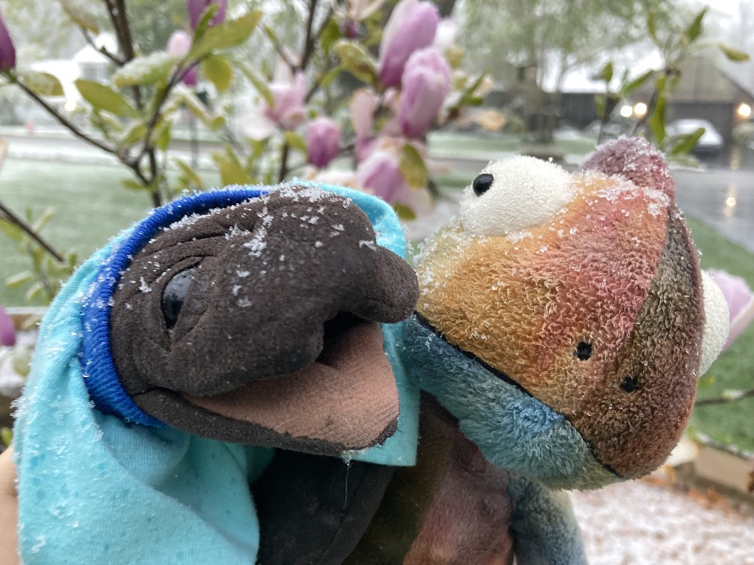 jellyman and paco in front of flowers with snow